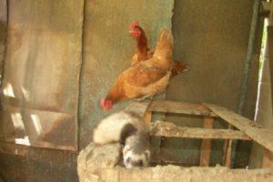 Како се брзо ријешити длака у кокошињцу и правила за поступање са предаторима
