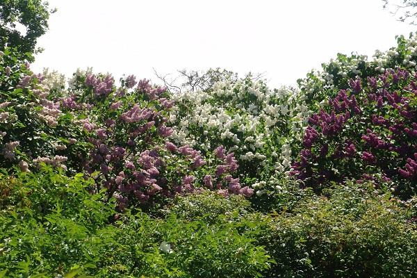 buissons lilas