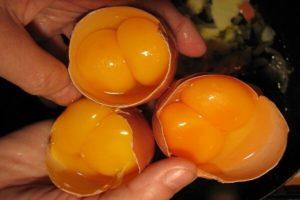 Quels poulets peuvent pondre des œufs à deux jaunes, raisons et comment résoudre le problème