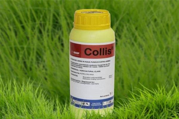 Fungicido „Collis“ naudojimo instrukcijos, veikimo mechanizmas ir vartojimo procentai