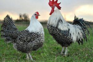 Description et caractéristiques des poulets Breckel, conditions de détention