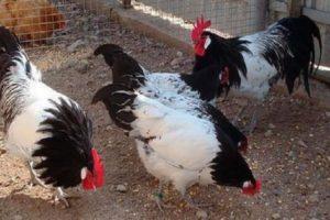 Lakenfelder viščiukų aprašymas, veisimas ir sulaikymo sąlygos
