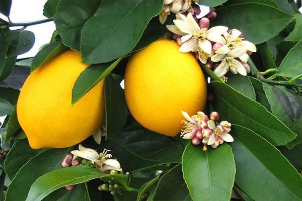 kultúra citrusov