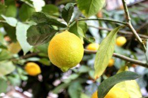 Beskrivelse af Novogruzinsky citron, plantning og plejebestemmelser derhjemme
