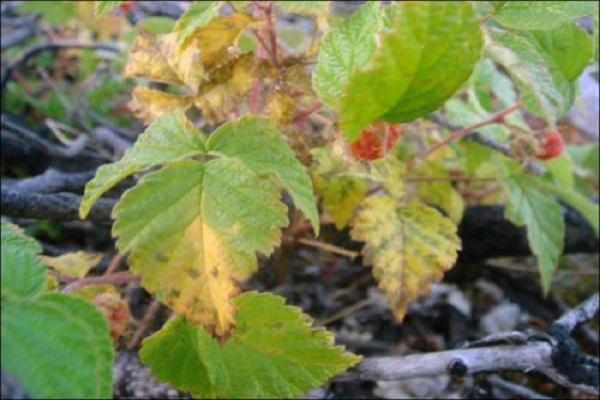 Popis zbytkových malin odrůdy Bryanskoe Divo, pěstování a péče