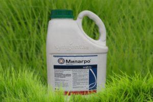 Instructions for the use of herbicide Milagro, consumption rates and analogues