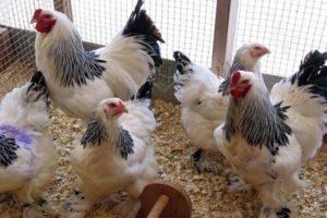 Да ли је могуће нахранити пилиће јечмом, како правилно давати и клијати