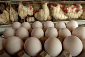 Vai broileri dēj olas mājās un putnu turēšanas noteikumus?