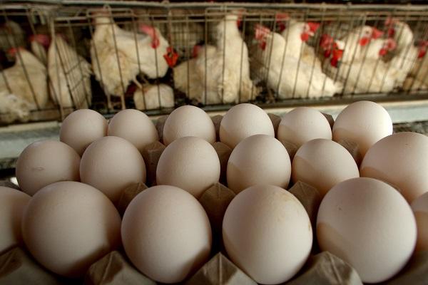 Adakah Ayam Panggang Bertelur Bagaimana Mendapatkan Produk Di Rumah