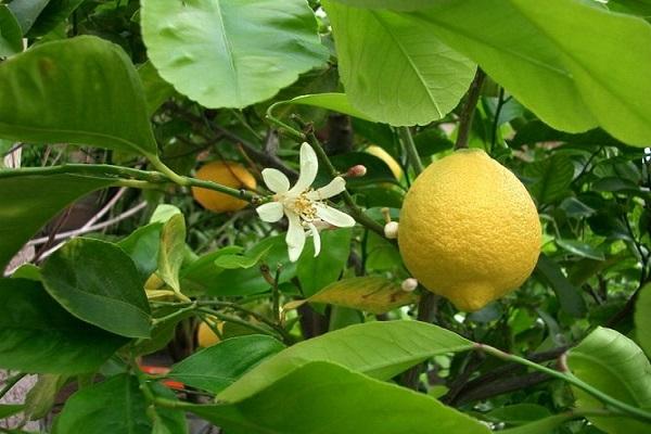 žydintys citrusai