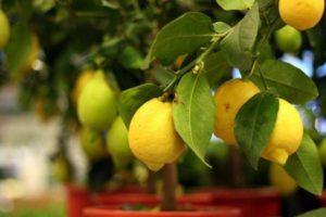 Beskrivning av Nya Zeelands typ av citron, odling och vård hemma