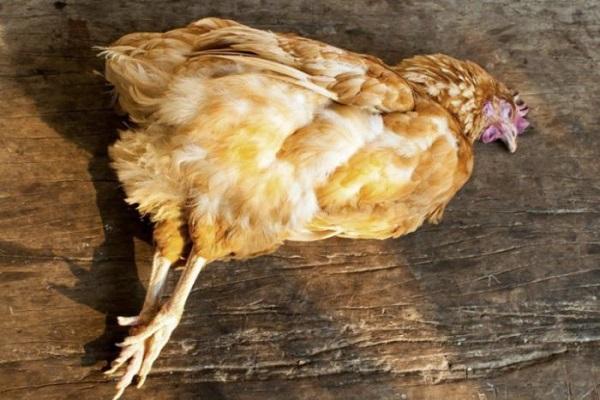 Pour quelles raisons les poulets pondent parfois de petits œufs et comment résoudre au mieux le problème