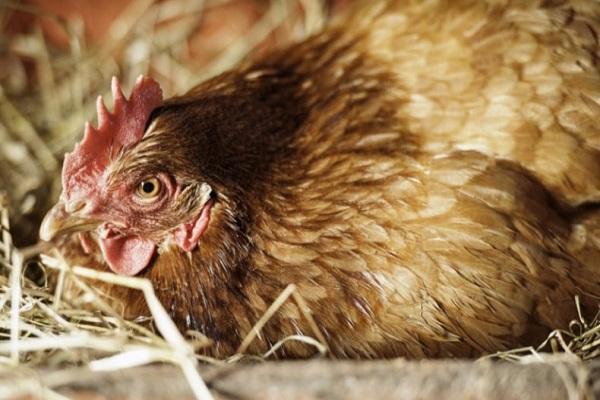 Зашто пилићи понекад полажу мала јаја и како је најбоље решити проблем