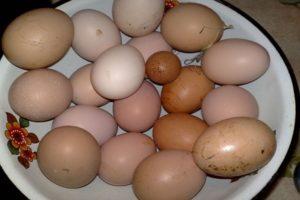 Pour quelles raisons les poulets pondent parfois de petits œufs et comment résoudre au mieux le problème