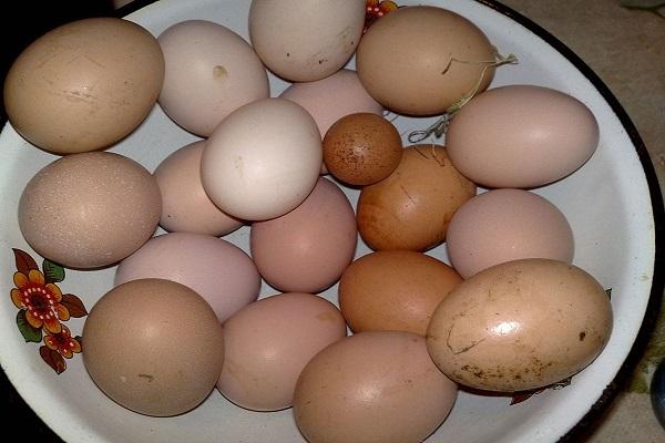 Z akých dôvodov kurčatá niekedy kladú malé vajcia a ako najlepšie vyriešiť problém