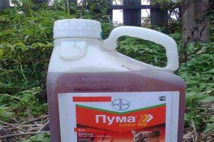 Herbicido „Puma Super 100“ naudojimo instrukcijos ir vaisto vartojimo normos