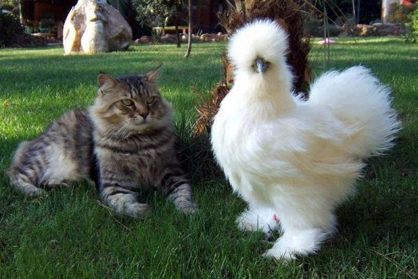 katt med kyckling