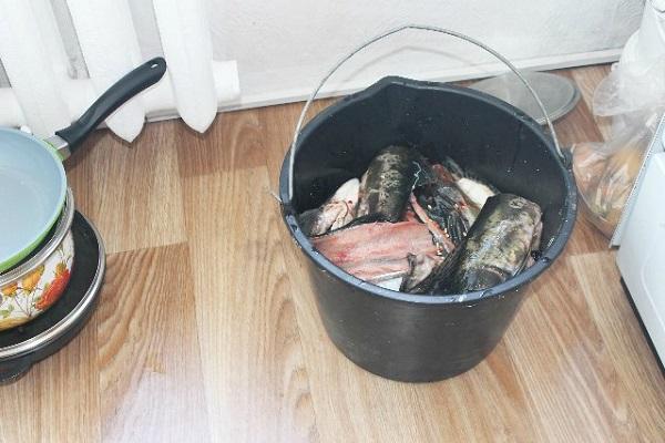 ryby v kbelíku