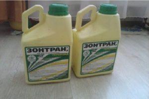 Instructies voor het gebruik van het herbicide Zontran, consumptiesnelheden en analogen