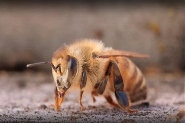 egy méh fekszik