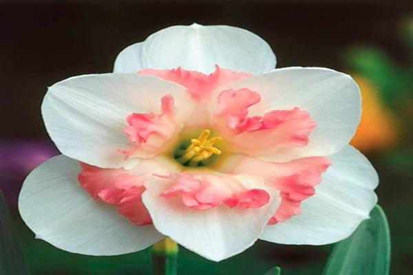 Narcissus Pink Wonder