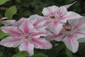 Popis a jemnosti pěstování odrůd Clematis Pink Fantasy