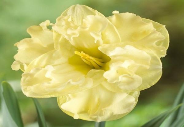 Narcissus Sunny Side Up