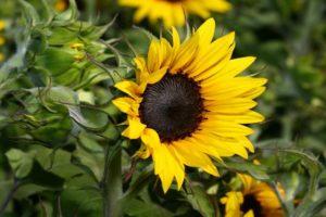Soorten herbiciden voor zonnebloempitten en de beste preparaten met gebruiksaanwijzing