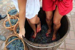 Hur du trycker på druvor på vin hemma och skapa en press med dina egna händer