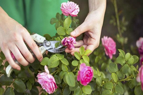 pruning with scissors