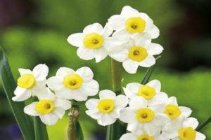 Description and characteristics of the Minnow daffodil variety, planting and care rules