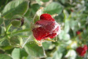 Cómo lidiar con los productos químicos y los remedios caseros con los ácaros en las rosas