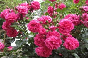 Mô tả và sự tinh tế của cách trồng hoa hồng leo của giống Laguna