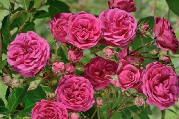 rosa in fiore