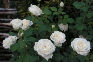 Beskrivning och regler för odling av hybrider av te-rosor Anastasia