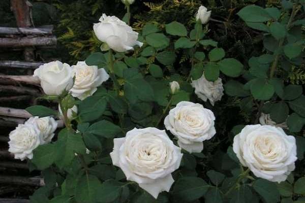 ruže Anastasia