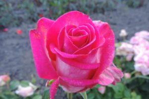 Beschreibung und Eigenschaften der Engazhment Rosensorte, Pflanzung und Pflege