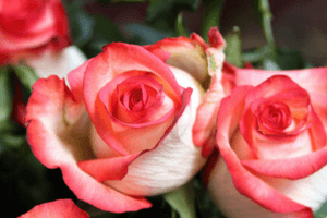 Beskrivning och kännetecken för Blush rosor, odlingens finesser