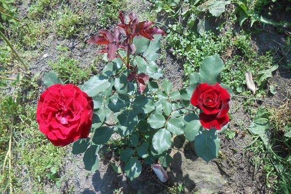 rožė Don Juan