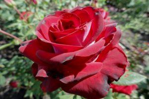 Gospel hibridinės rožės auginimo aprašymas ir taisyklės