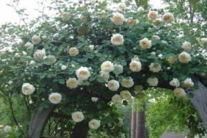 Opis a charakteristika ruží Claire Austin, technológia pestovania