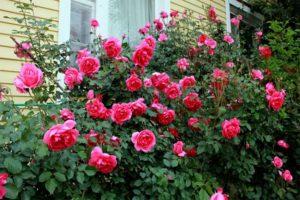 Descripción y características de las rosas trepadoras de la variedad Parade, reglas de cultivo.