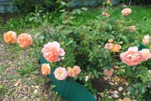 Opis a charakteristika ruží Pat Austin, jemností pestovania