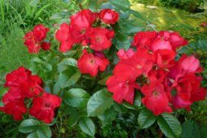 „Robusta“ rožių aprašymas ir savybės, sodinimo ir priežiūros subtilybės