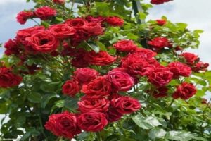Description et caractéristiques d'une rose grimpante de la variété Sympathy, plantation et entretien