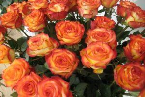 Descriere și subtilități de trandafiri de Circ în creștere