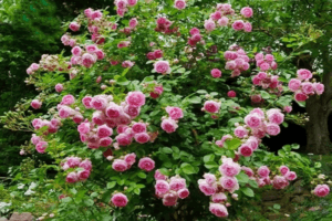 Jasmine veislės vijoklinės rožės aprašymas, sodinimo ir priežiūros taisyklės