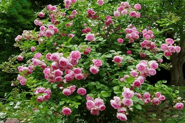 rosa jasmin