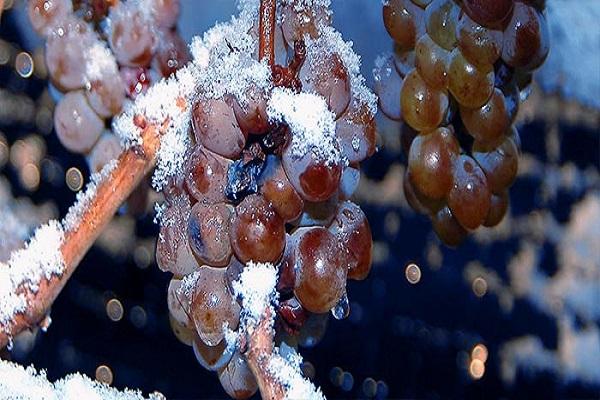 snow on grapes