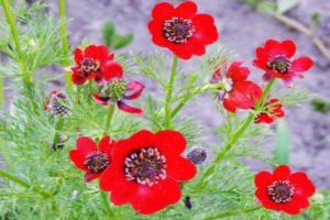 Regeln für das Pflanzen und Pflegen von Sommer-Adonis, das Wachsen von Blumen und Sorten